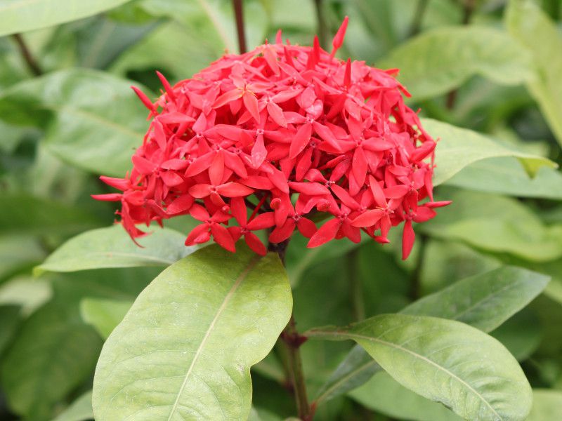 サンタンカ（山丹花、学名：Ixora chinensis）