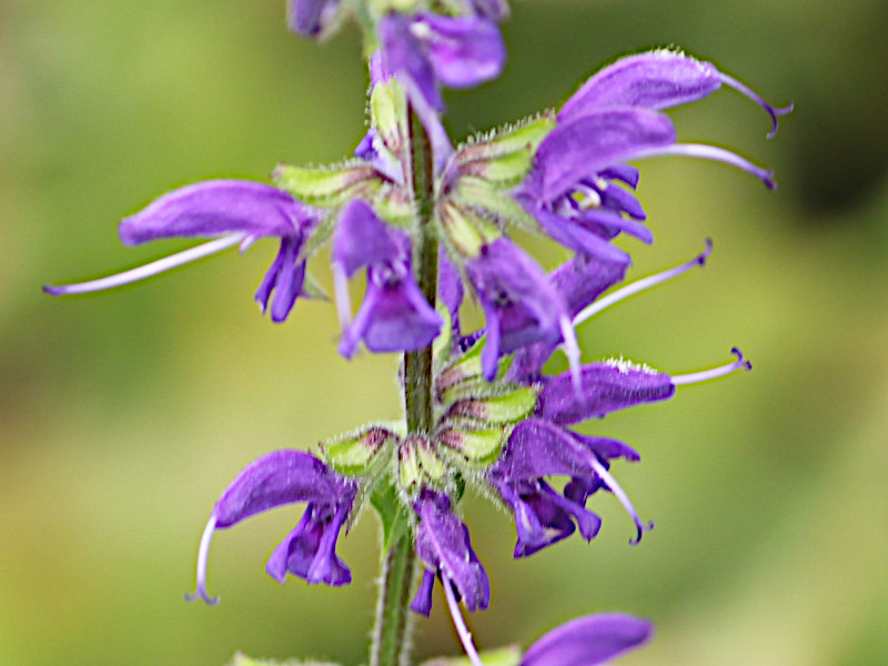 サルビア・プラテンシス（学名：Salvia pratensis）” loading=