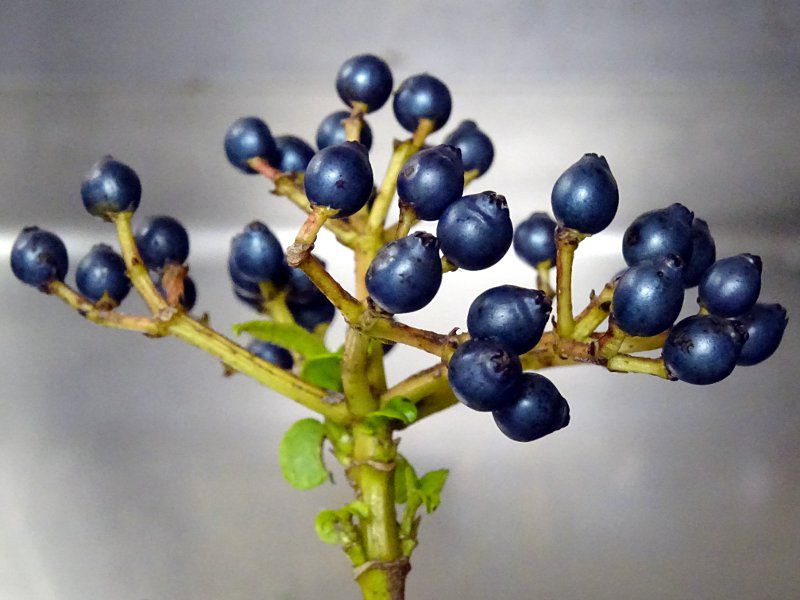 トキワガマズミ ビバーナム ティヌス Viburnum Tinus かぎけんweb