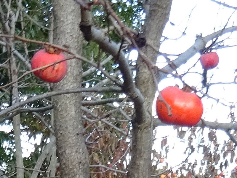 山形紅柿（完全渋柿）