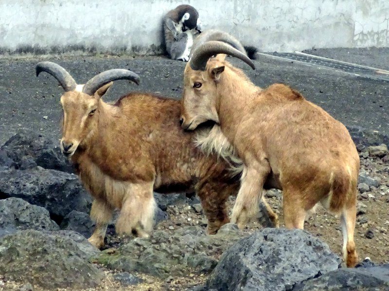 バーバリーシープ Barbary Sheep かぎけんweb