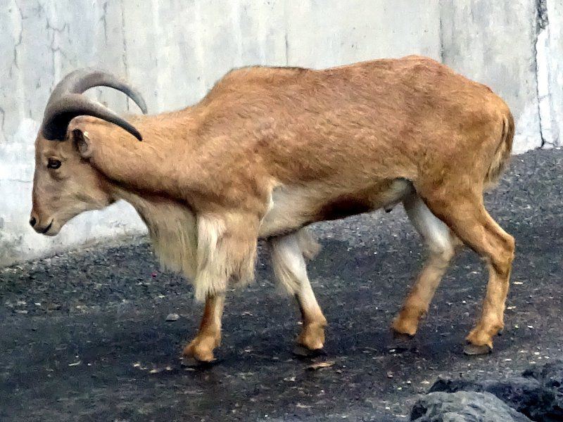 バーバリーシープ Barbary Sheep かぎけんweb