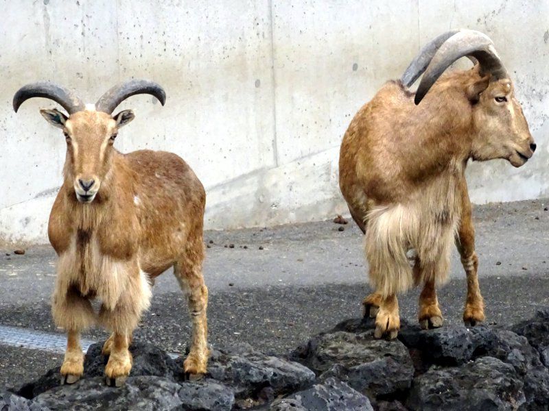 バーバリーシープ Barbary Sheep かぎけんweb