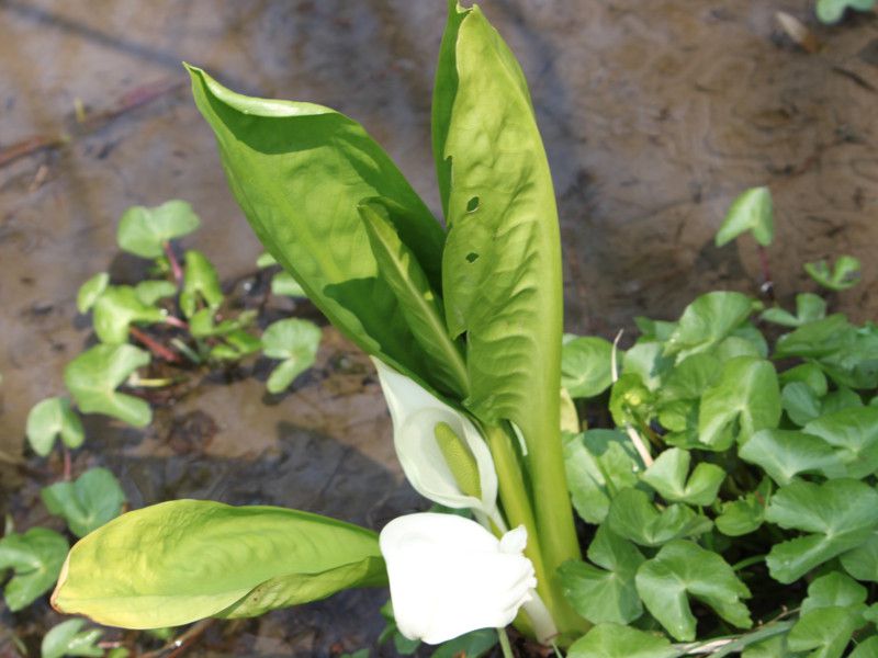 半額以下の82000円値引き！超細密肉筆植物画・ミズバショウ(水芭蕉)