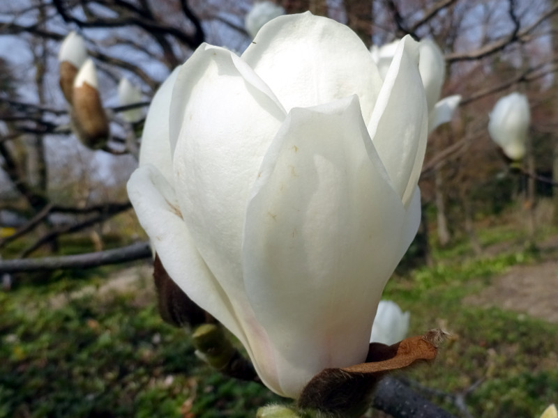 ハクモクレンン 白木蓮 かぎけんweb