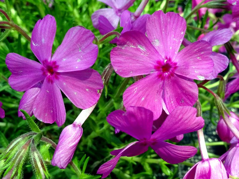 シバザクラ 芝桜 かぎけんweb