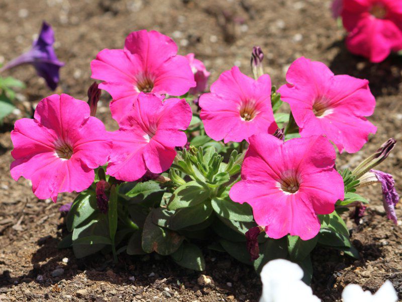 ペチュニア Petunia かぎけんweb