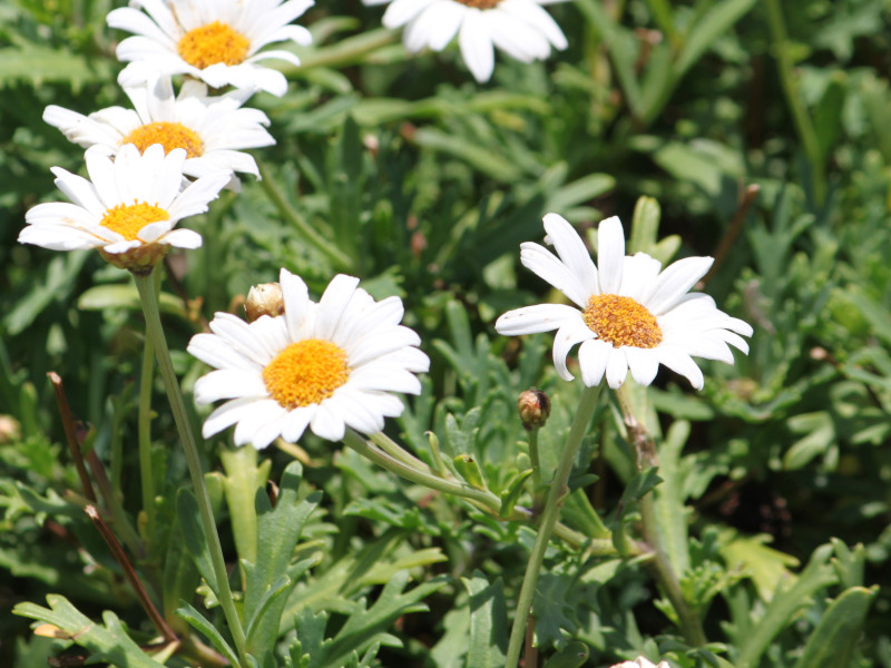 マーガレット（Marguerite、学名：Argyranthemum frutescens）