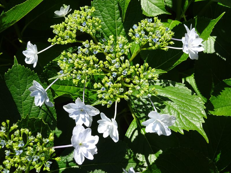 ア行の花図鑑 アイウエオ かぎけんweb