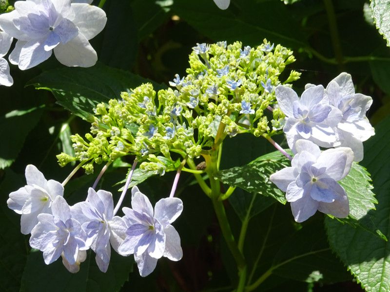 ア行の花図鑑 アイウエオ かぎけんweb