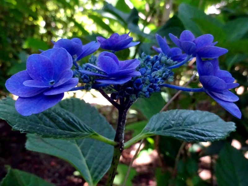 ア行の花図鑑 アイウエオ かぎけんweb