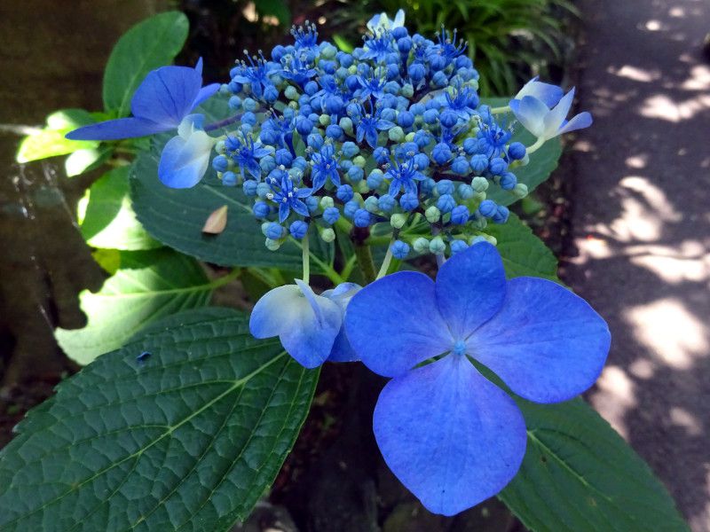 ア行の花図鑑 アイウエオ かぎけんweb