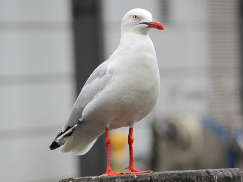 ギンカモメ 銀鴎 かぎけんweb