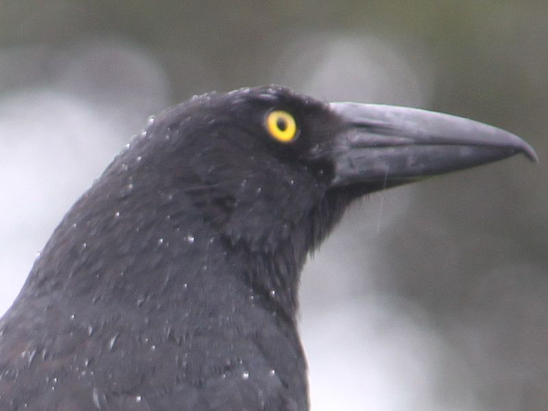 フエガラス 笛烏 カラウォン Currawong かぎけんweb