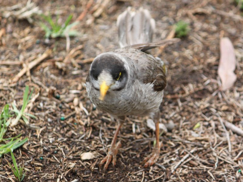 ノイジーマイナー Noisy Miner かぎけんweb