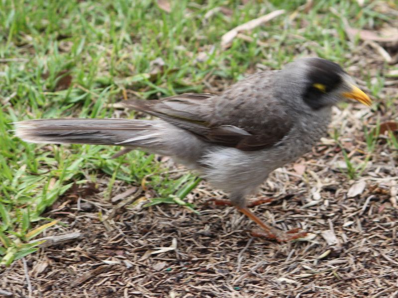 ノイジーマイナー Noisy Miner かぎけんweb