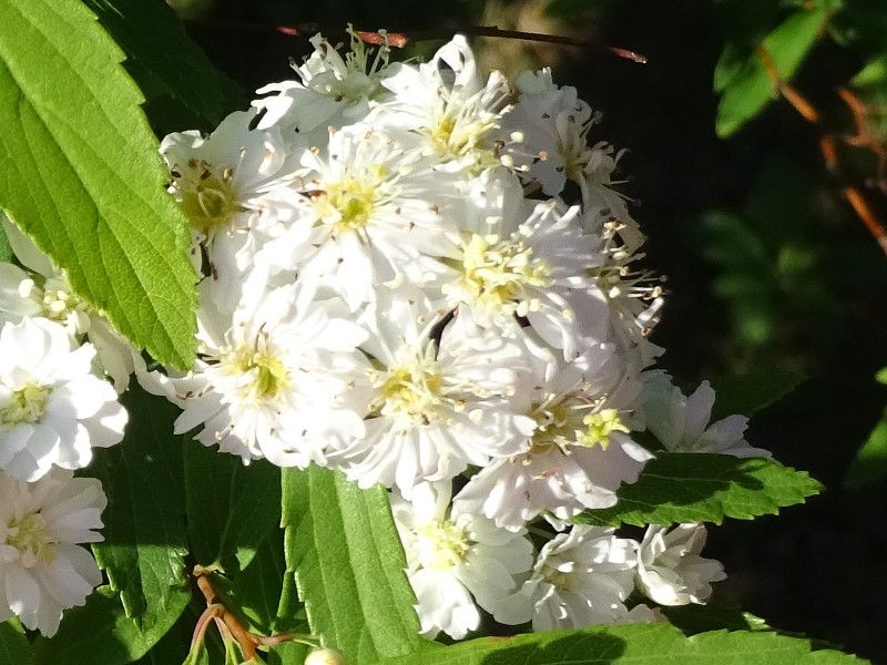 plena, (Yae-kodemari. Spiraea cantoniensis var. plena）