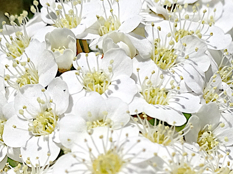 麻叶绣线菊（学名：Spiraea cantoniensis）