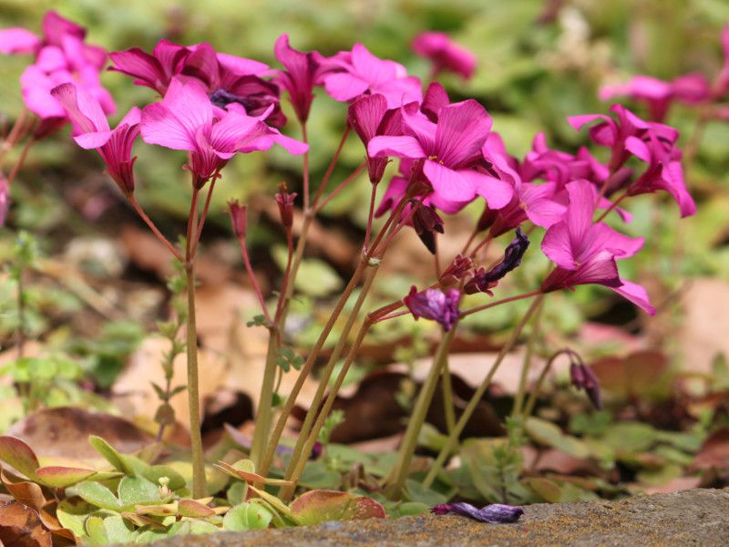 オキザリス Oxalis かぎけんweb