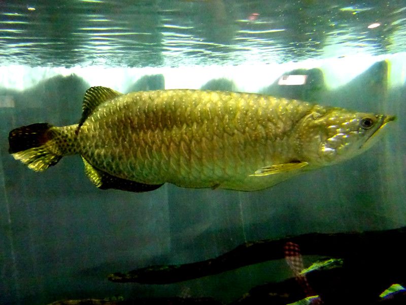 シルバーアロワナ Silver Arowana かぎけんweb