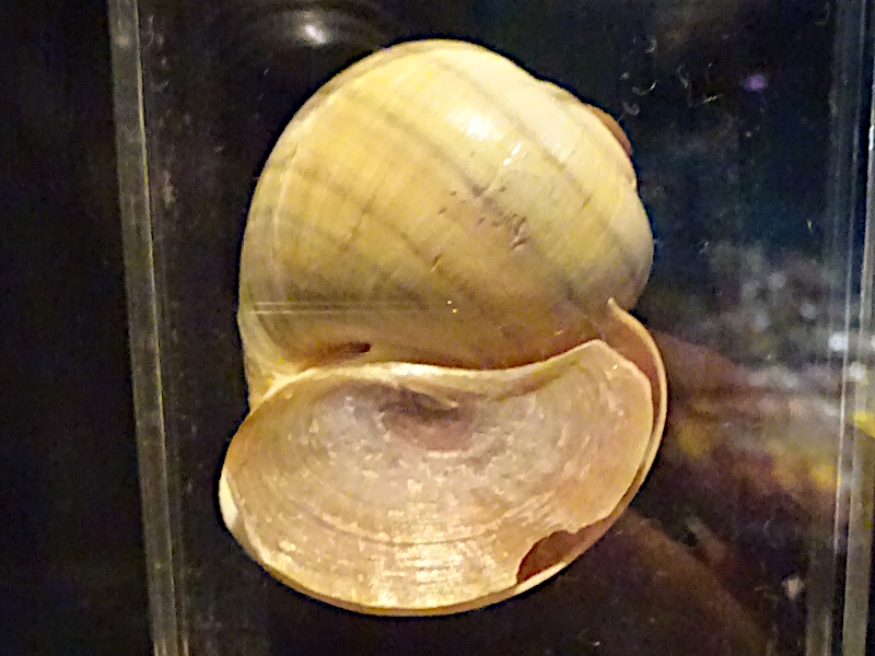 ラプラタリンゴガイ