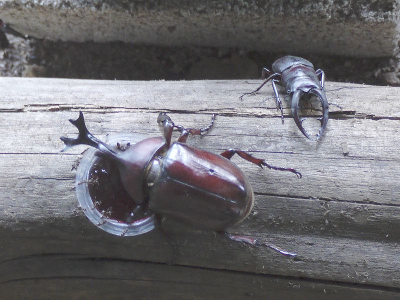 クワガタムシ 鍬形虫 かぎけんweb