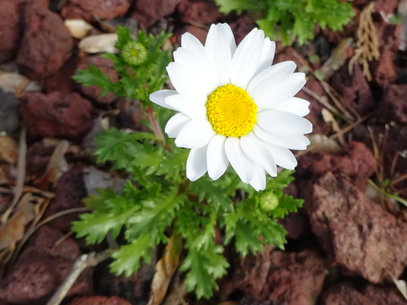 クリサンセマム・ノースポール（Chrysanthemum north pole、Leucanthemum paludosum)