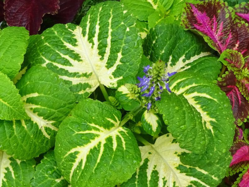 コリウス Coleus かぎけんweb