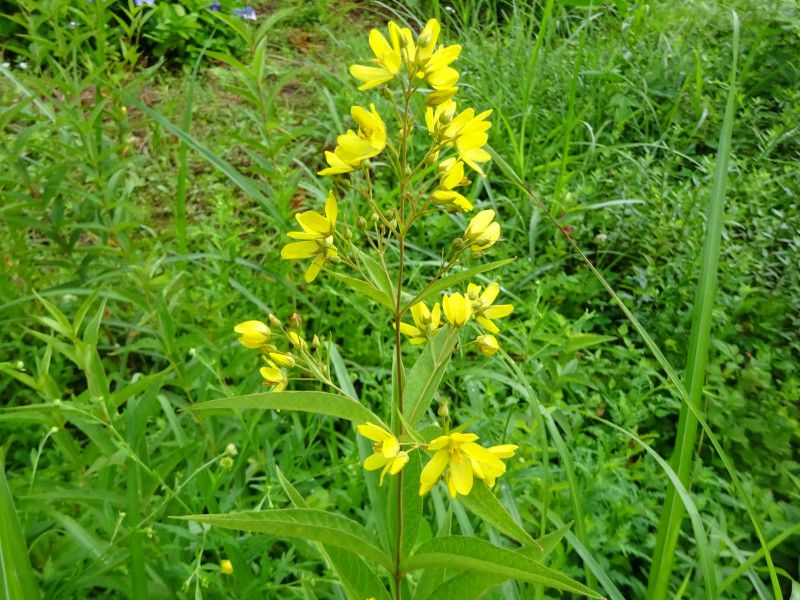 高山植物図鑑【かぎけんWEB】