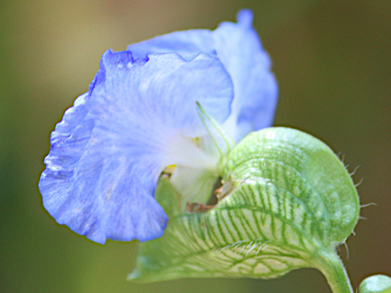 山野草 ツユクサ 売れ筋 Commelina cyanea コンメリナ・キアネア