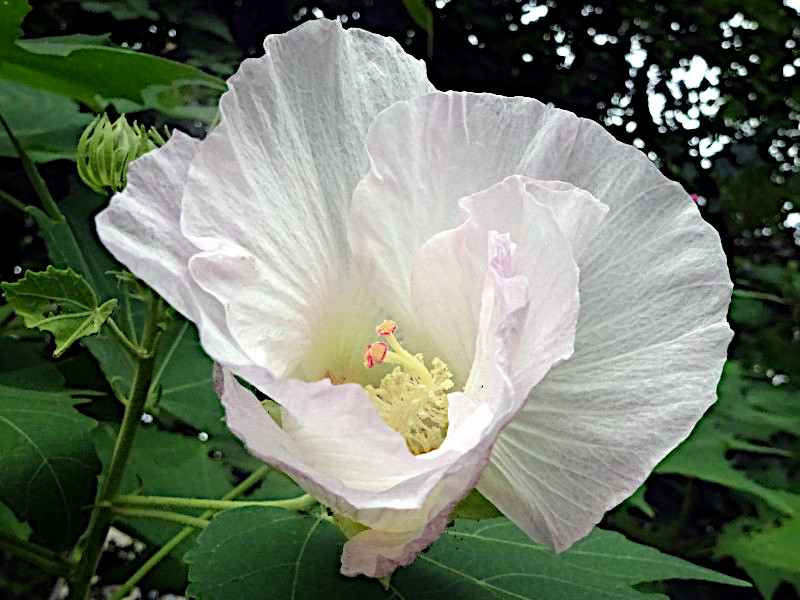 酔芙蓉白