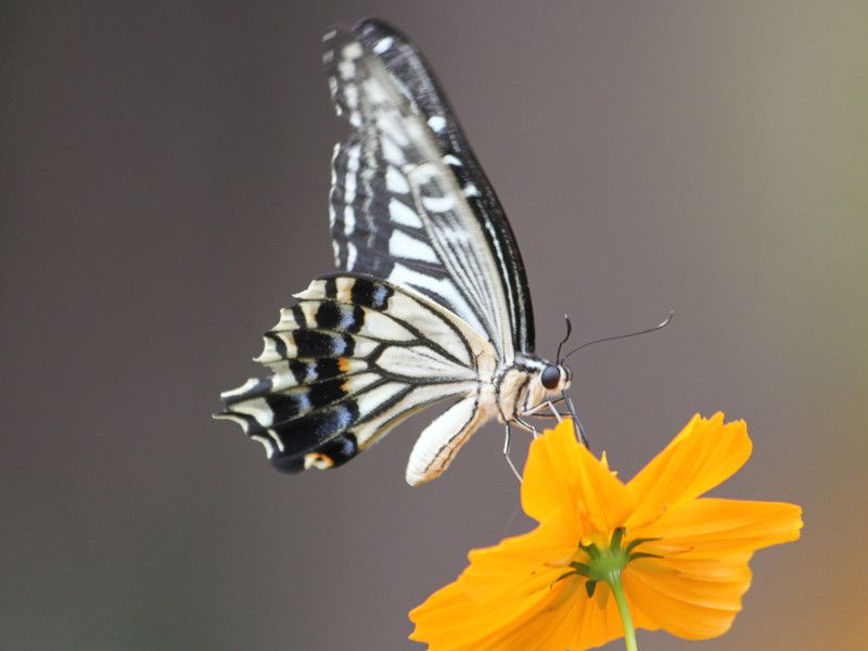 ナミアゲハ（並揚羽、学名：Papilio xuthus）