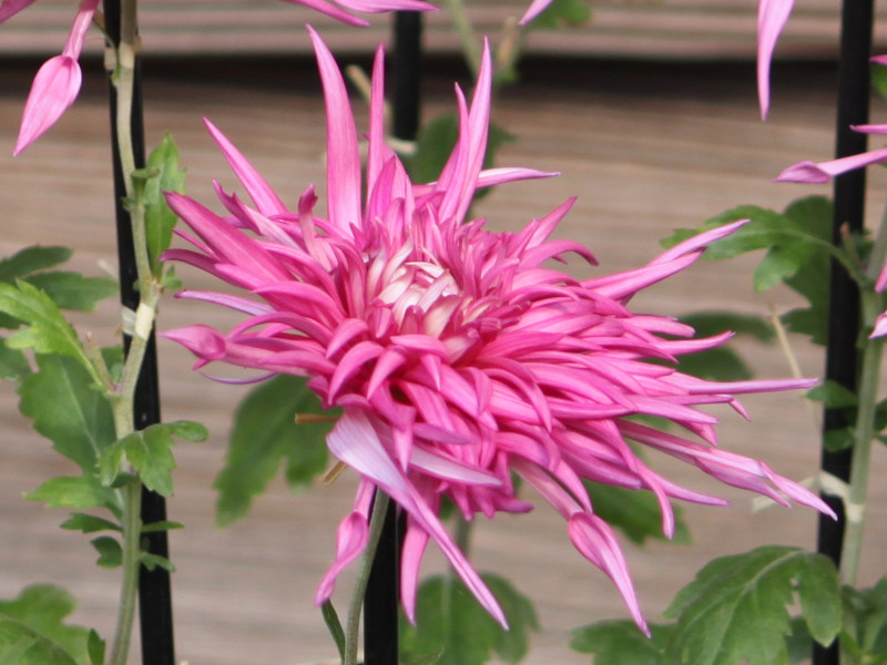 江戸菊 新秋の紅2