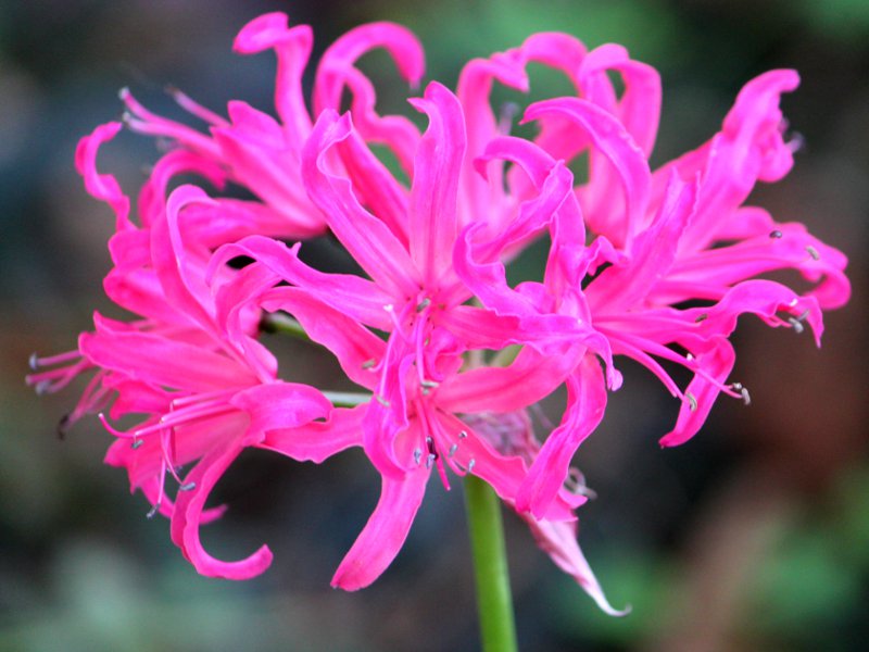 納麗石蒜（学名：Nerine sarniensis）