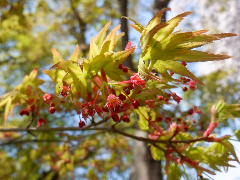 イロハモミジ いろは紅葉 かぎけんweb