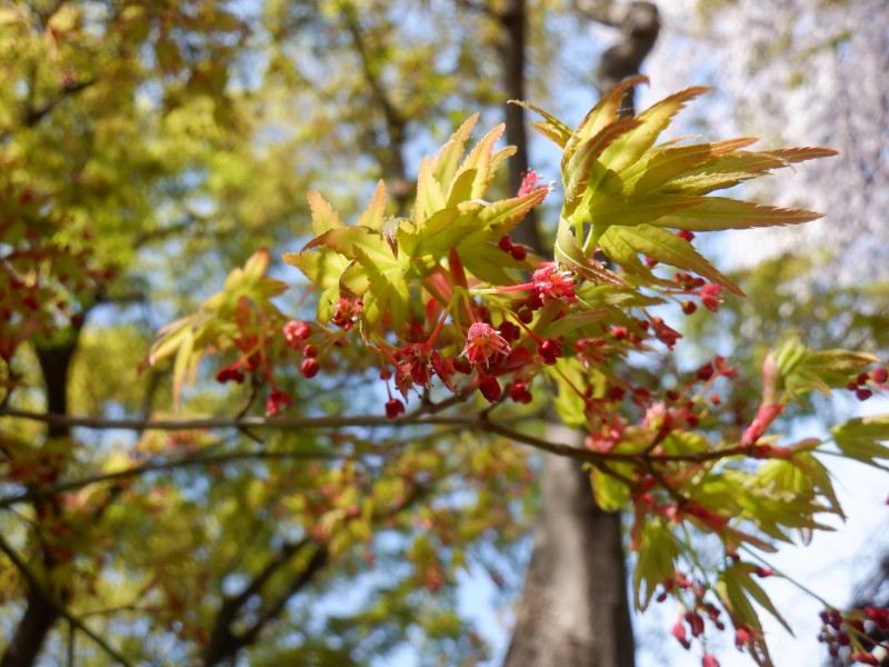 イロハモミジ いろは紅葉 かぎけんweb