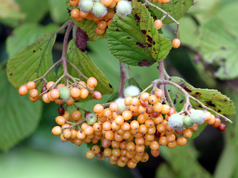 キミノガマズミ (黄実莢蒾、学名：Viburnum dilatatum f. xanthocarpum)