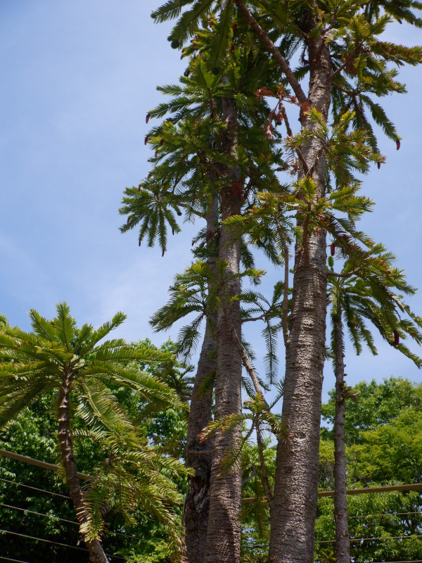 ジュラシック・ツリー(Jurassic Tree)18年後