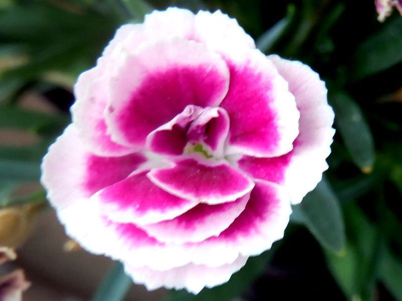 Ȃł '~[e'iwFDianthus 