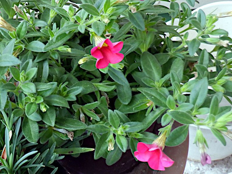 JuRA~IxiwFCalibrachoa x hybrida'