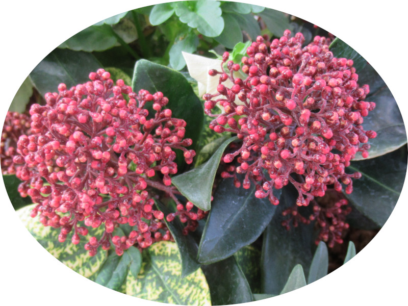 スキミア・ルベラ（Skimmia rubella）