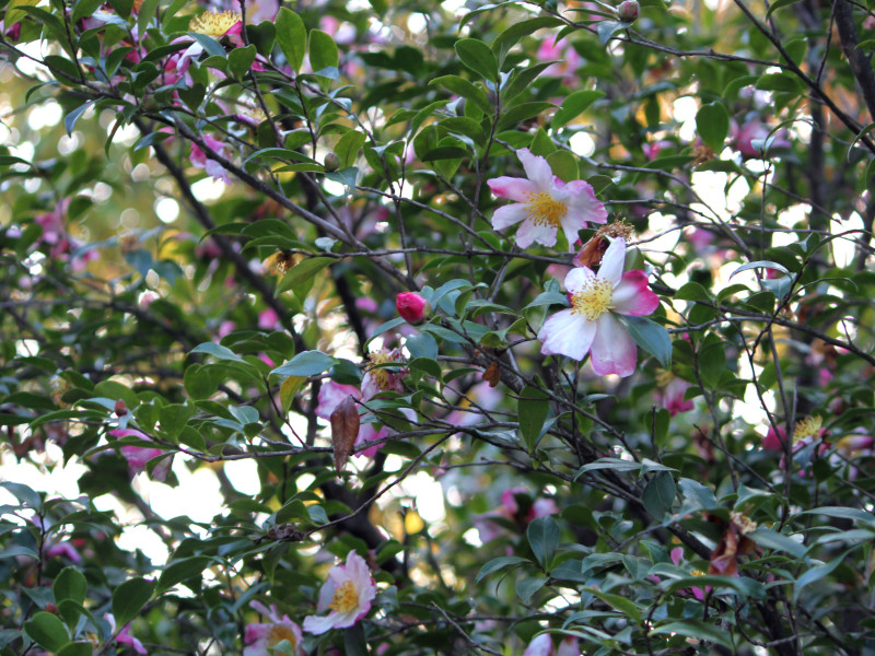 山茶花 '揚羽の蝶'（サザンカ 'アゲハノチョウ'