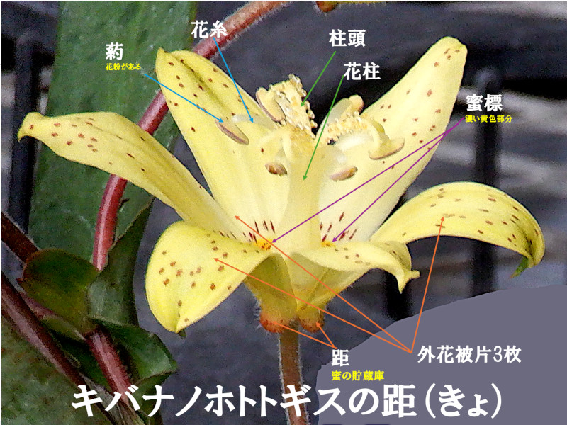 花のキバナノホトトギス（黄花杜鵑、学名：Tricyrtis flava）