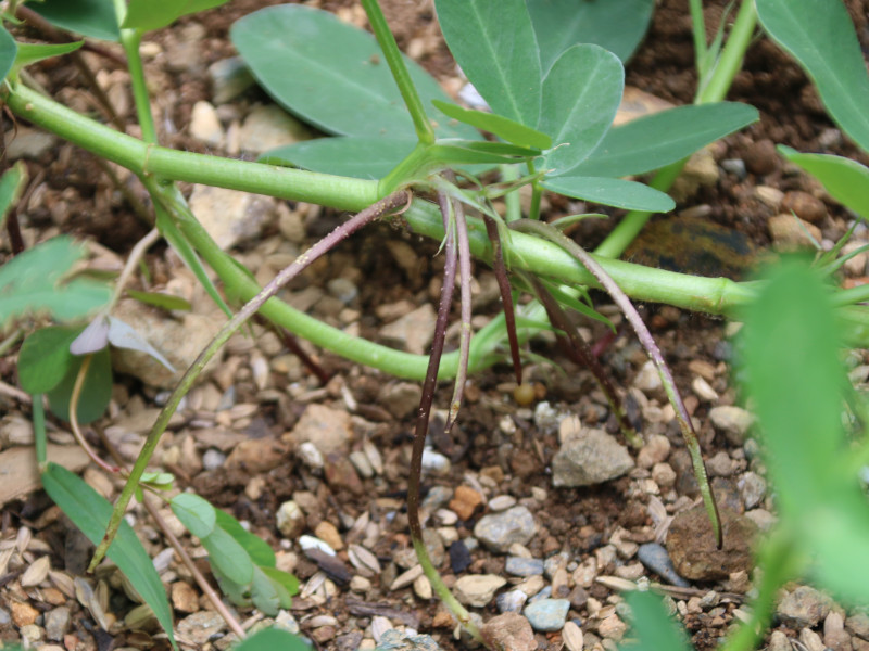 落花生の花