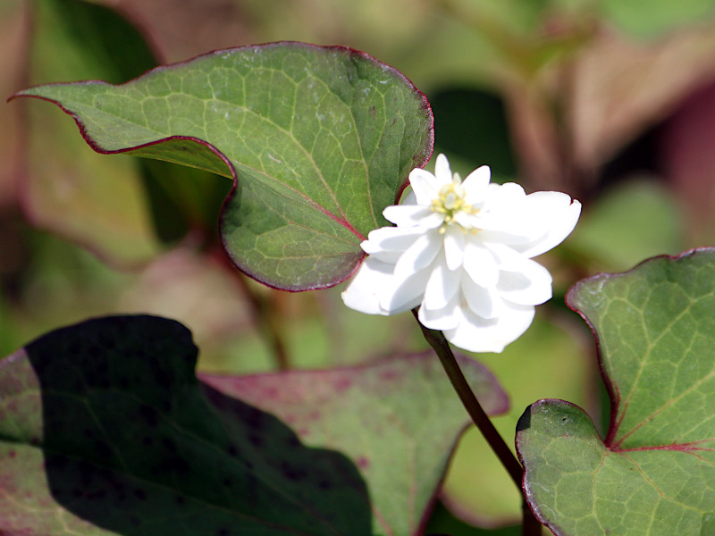 ヤエドクダミ（八重毒だみ、学名：Houttuynia cordata var. plenu）