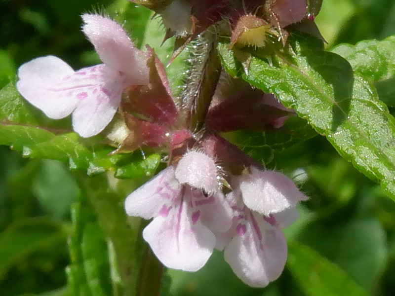 イヌゴマ（犬胡麻、学名：Stachys aspera var. hispidula）