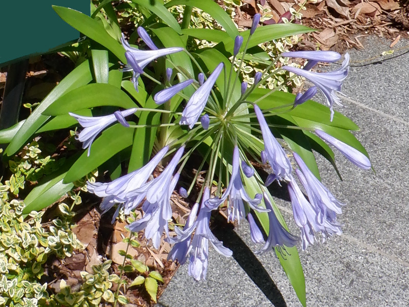 Blue-purple flower variety