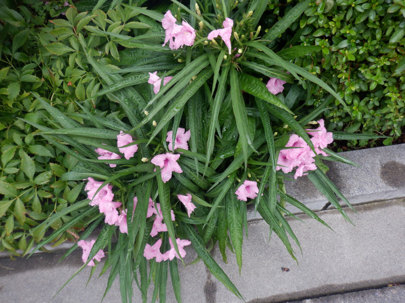 ルエリア トロピックスター（Ruellia brittonia）