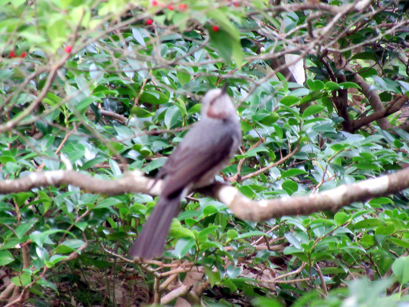 Brown-eared Bulbul 