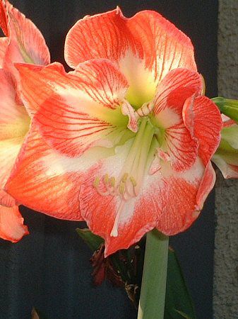 アマリリス Amaryllis かぎけんweb